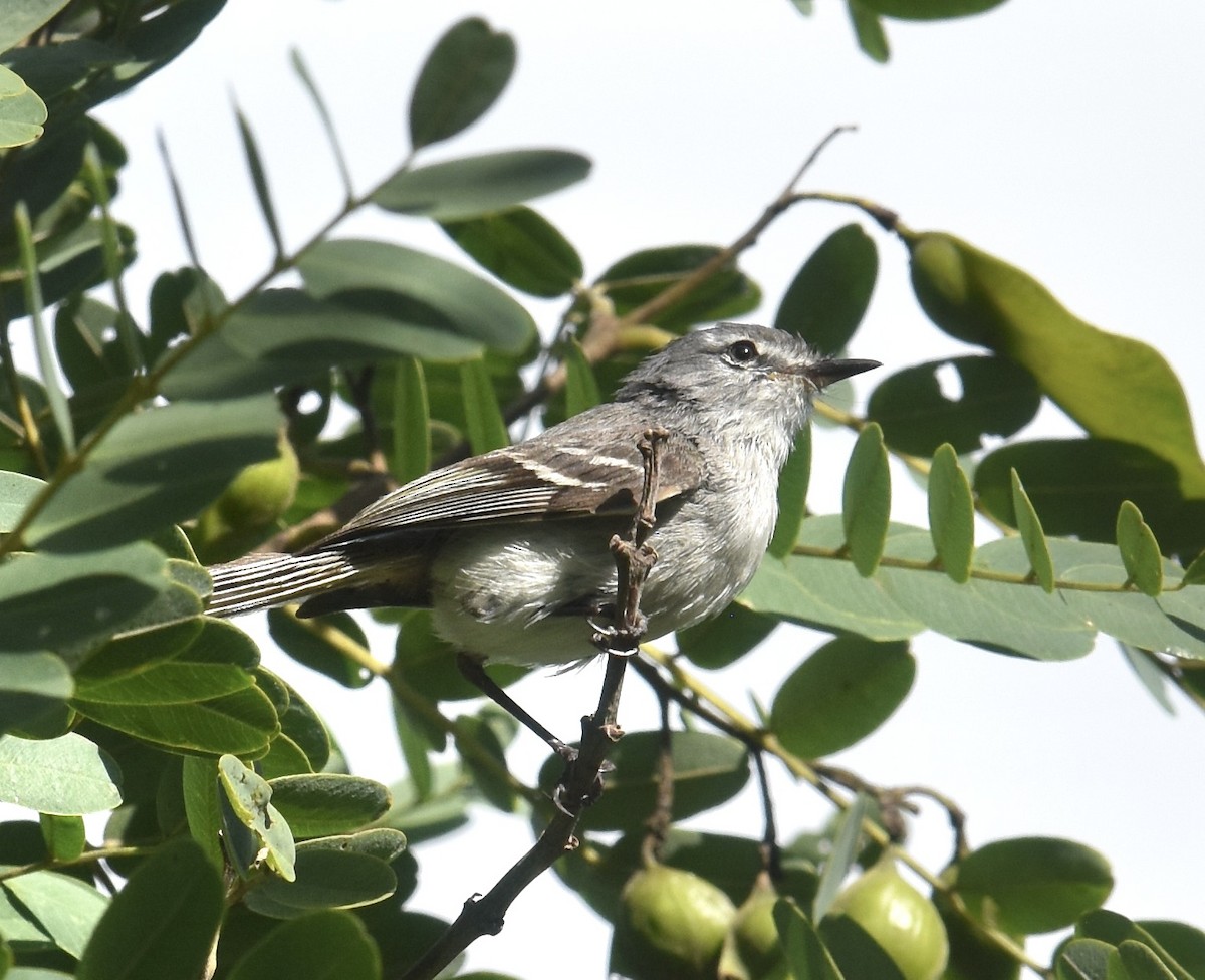 White-crested Tyrannulet (White-bellied) - ML615451040