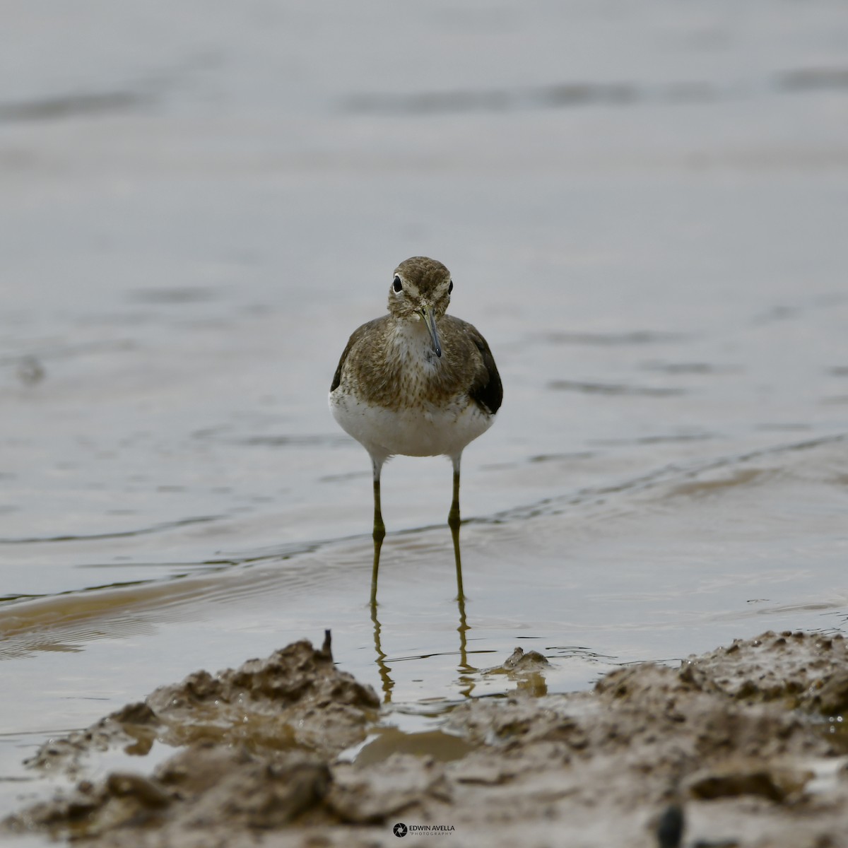 Solitary Sandpiper - ML615451150