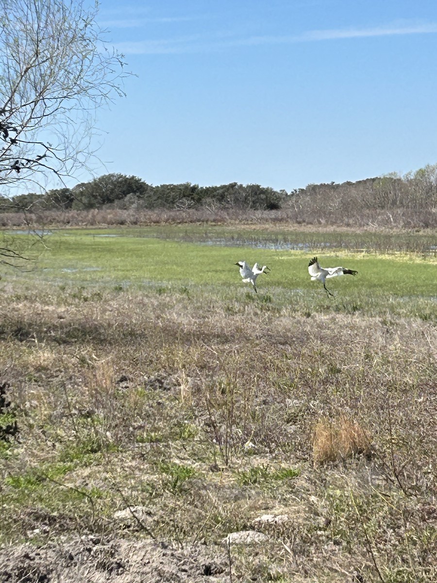 Whooping Crane - Mark Himes