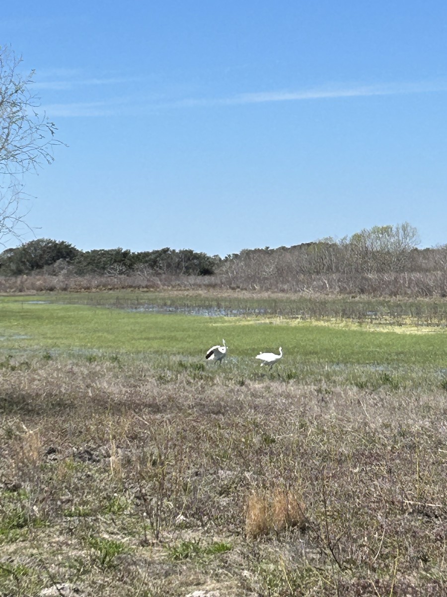 Whooping Crane - Mark Himes