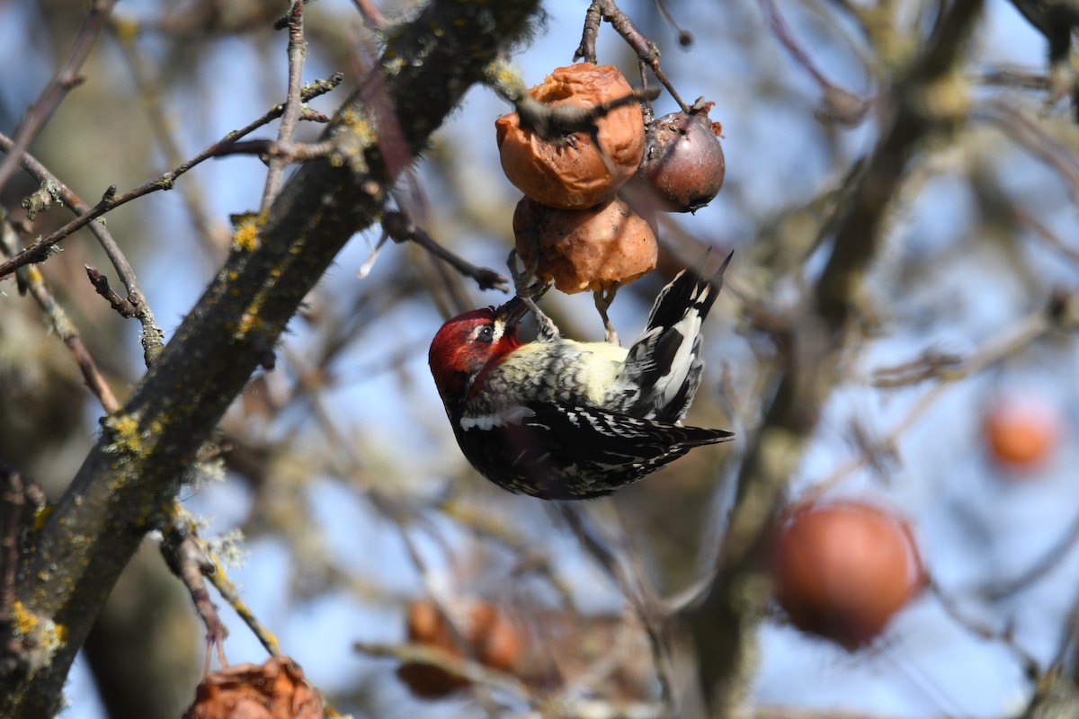 Red-breasted Sapsucker - ML615451185