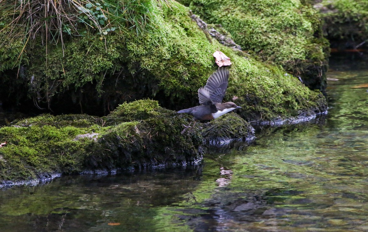 White-throated Dipper - ML615451186