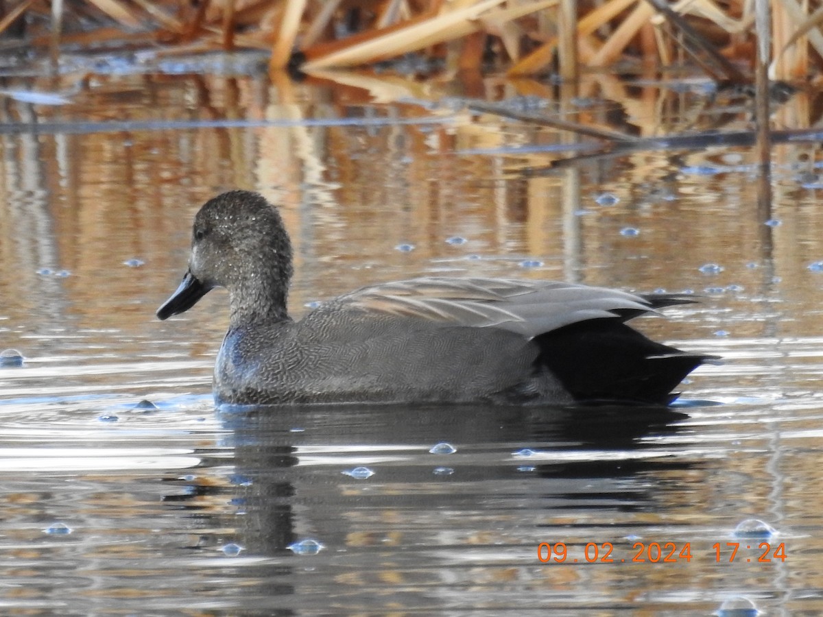 Gadwall - ML615451253