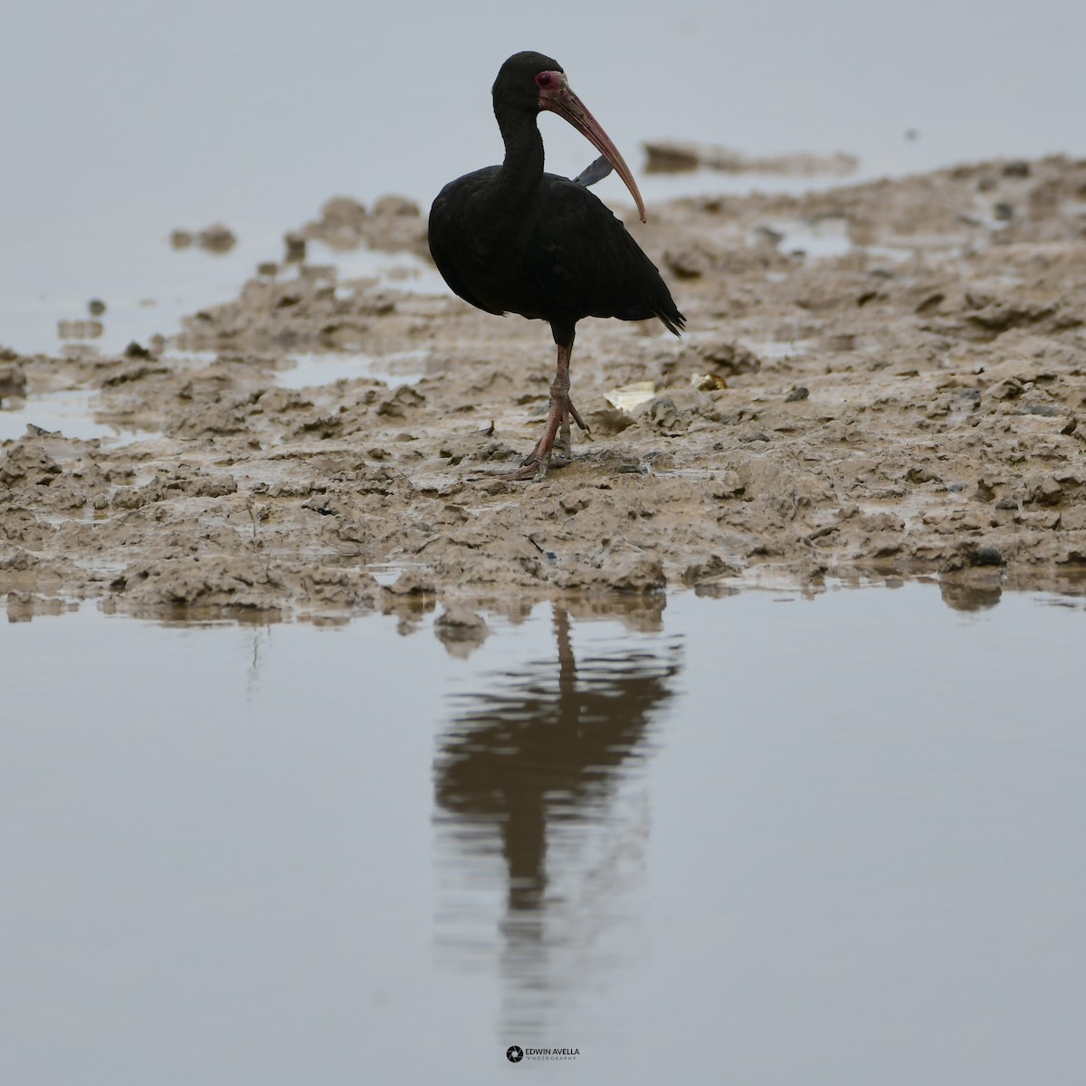 Ibis à face nue - ML615451264