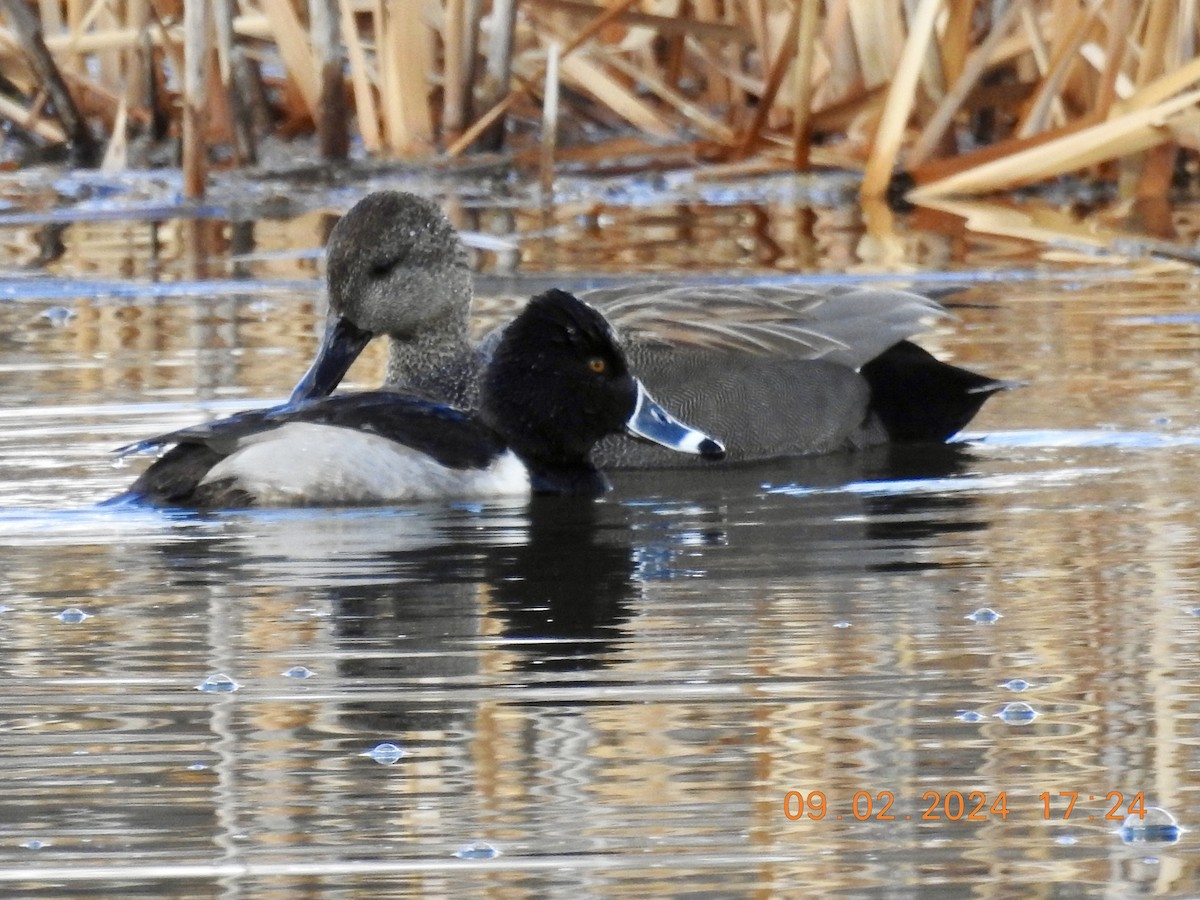 Ring-necked Duck - ML615451265