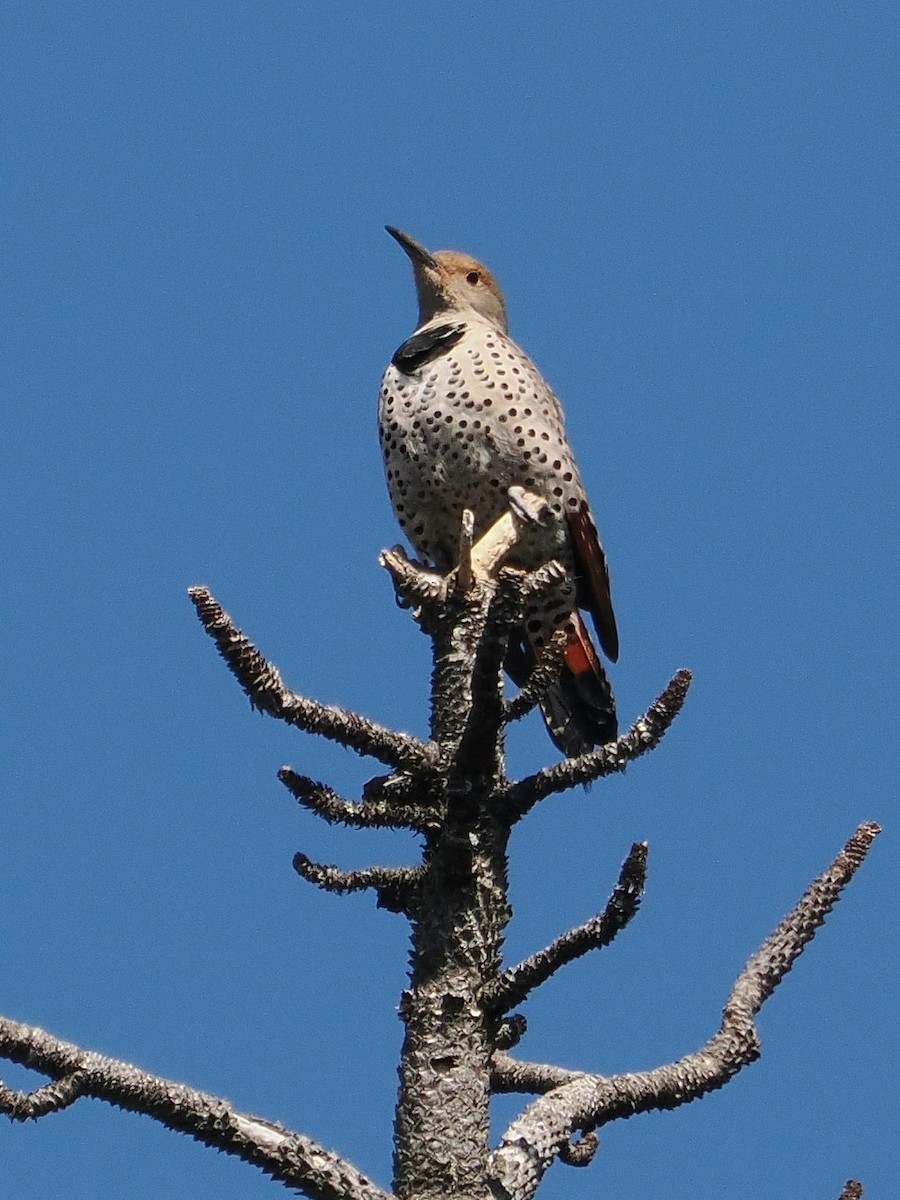 Northern Flicker (Red-shafted) - ML615451308