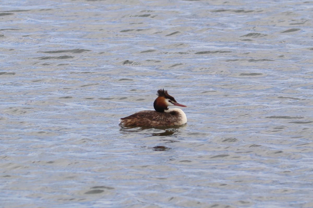 Great Crested Grebe - ML615451323