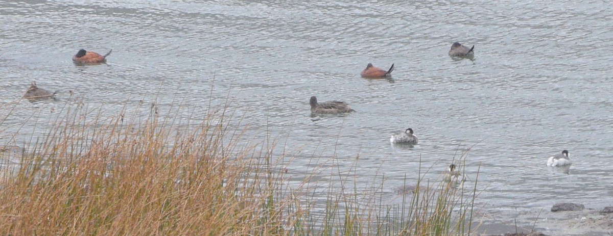 Andean Duck (ferruginea) - ML615451378