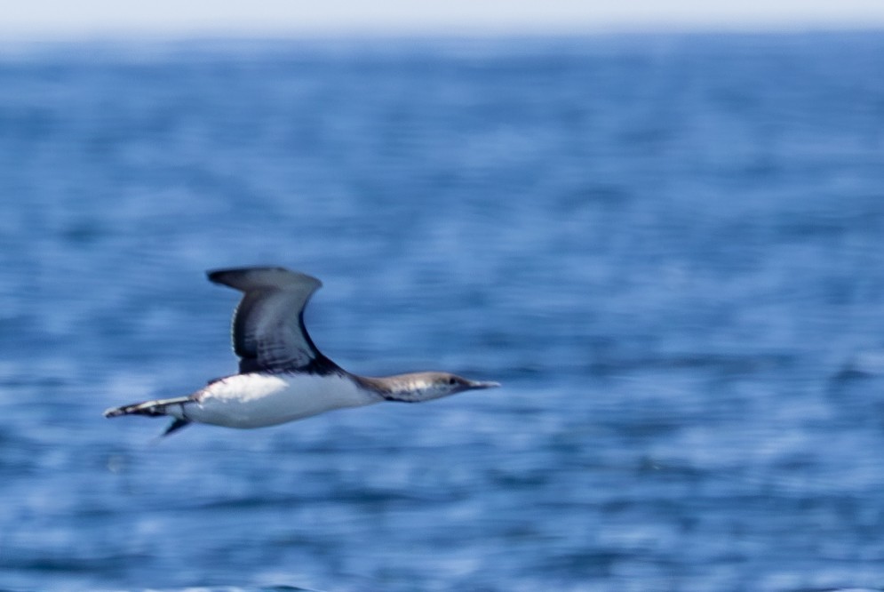 Red-throated Loon - ML615451382