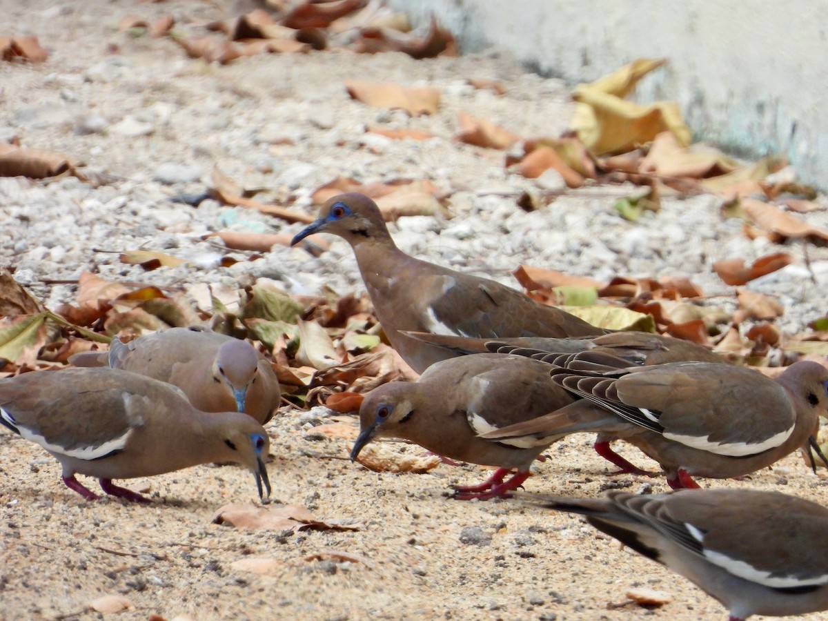 White-winged Dove - ML615451393