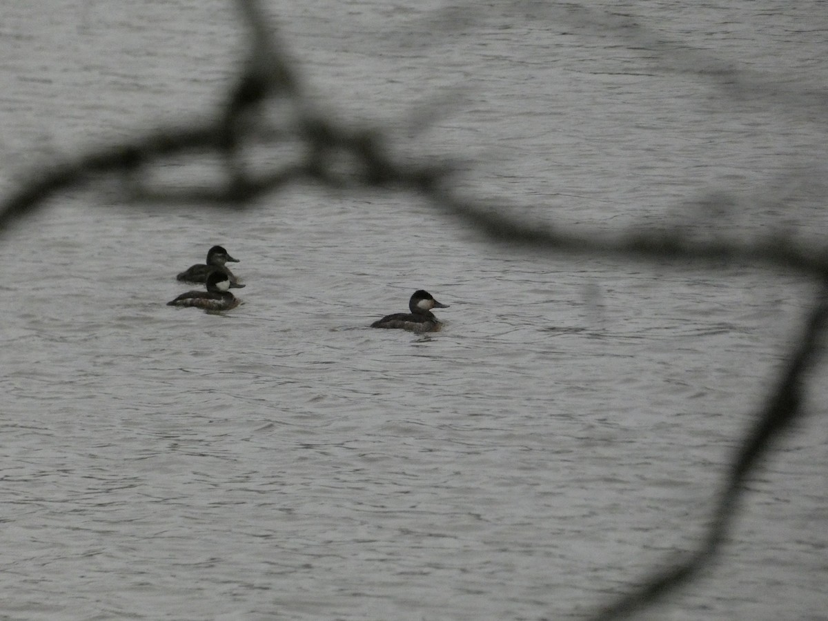 Ruddy Duck - ML615451432