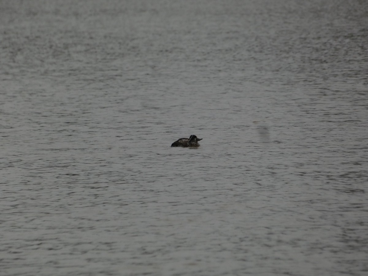 Ruddy Duck - ML615451445