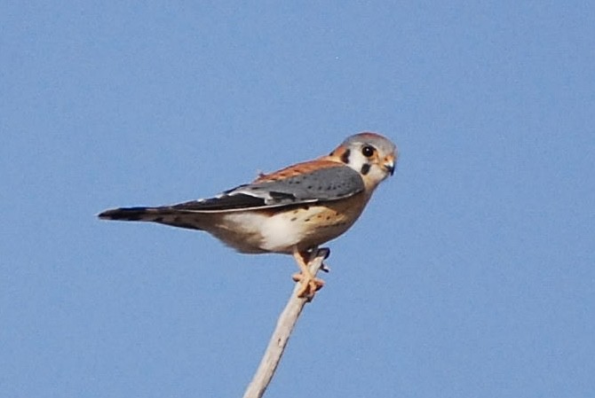 American Kestrel - Dana Parsons