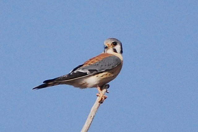 American Kestrel - ML615451455