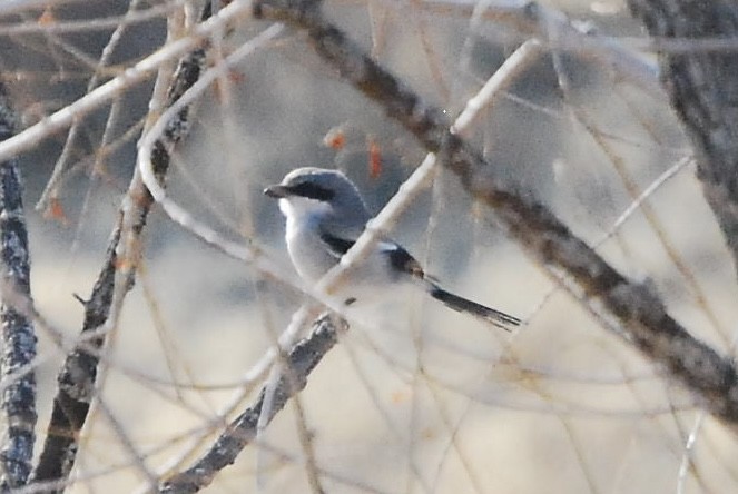 Loggerhead Shrike - ML615451459