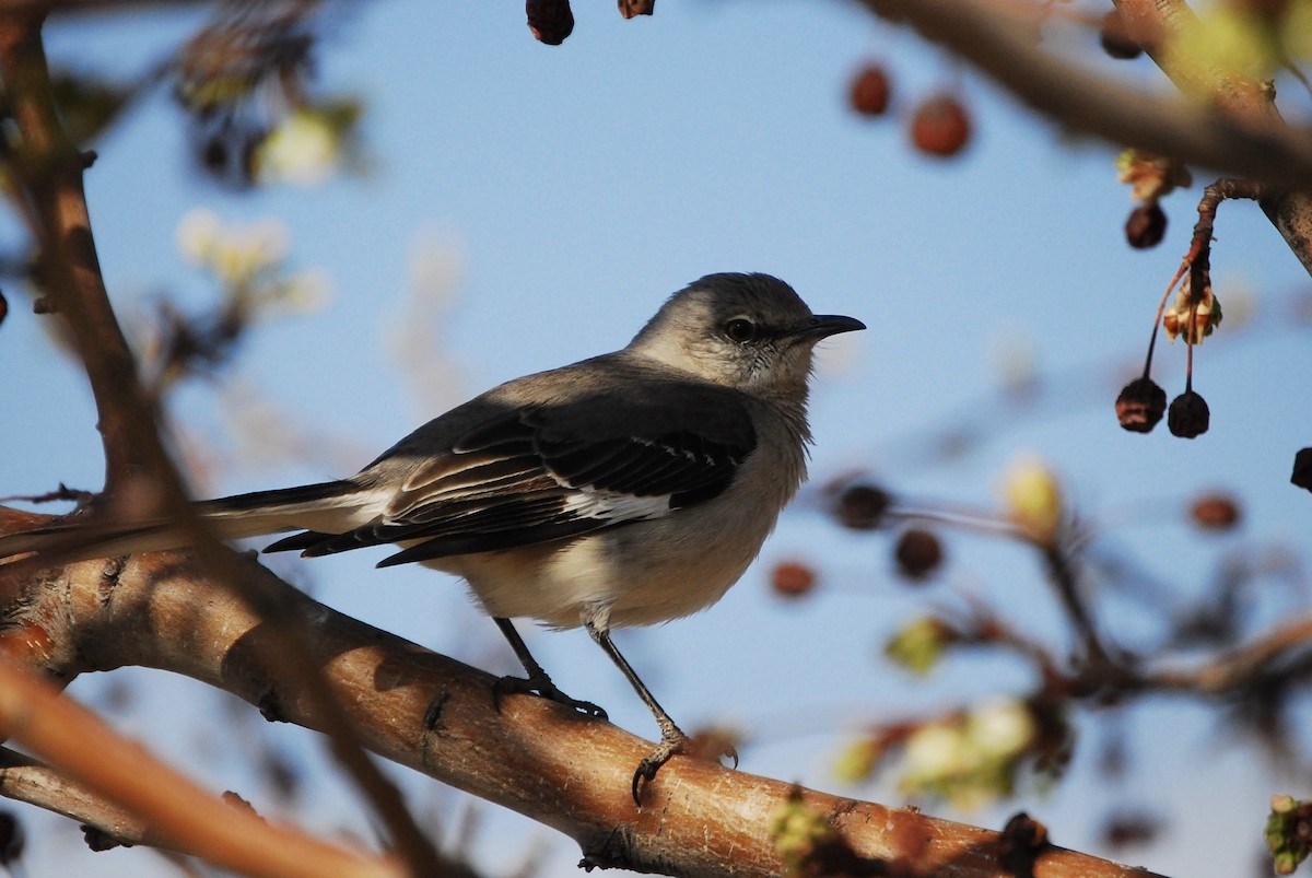 Northern Mockingbird - ML615451465