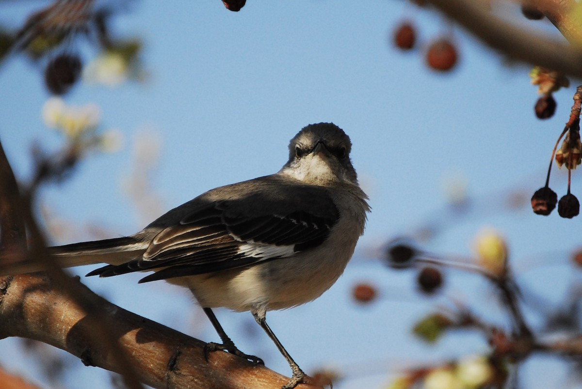 Northern Mockingbird - ML615451466