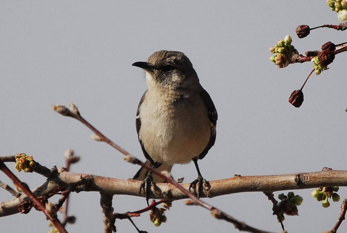 Northern Mockingbird - ML615451467