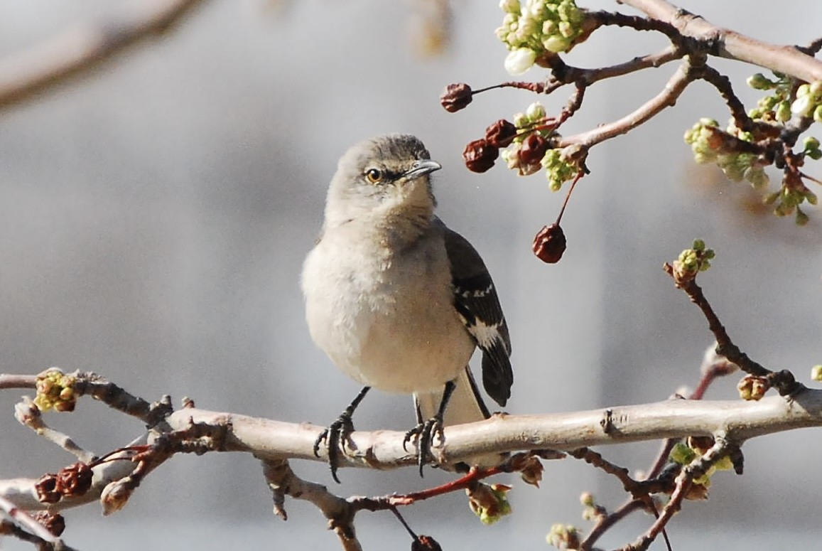 Northern Mockingbird - ML615451468