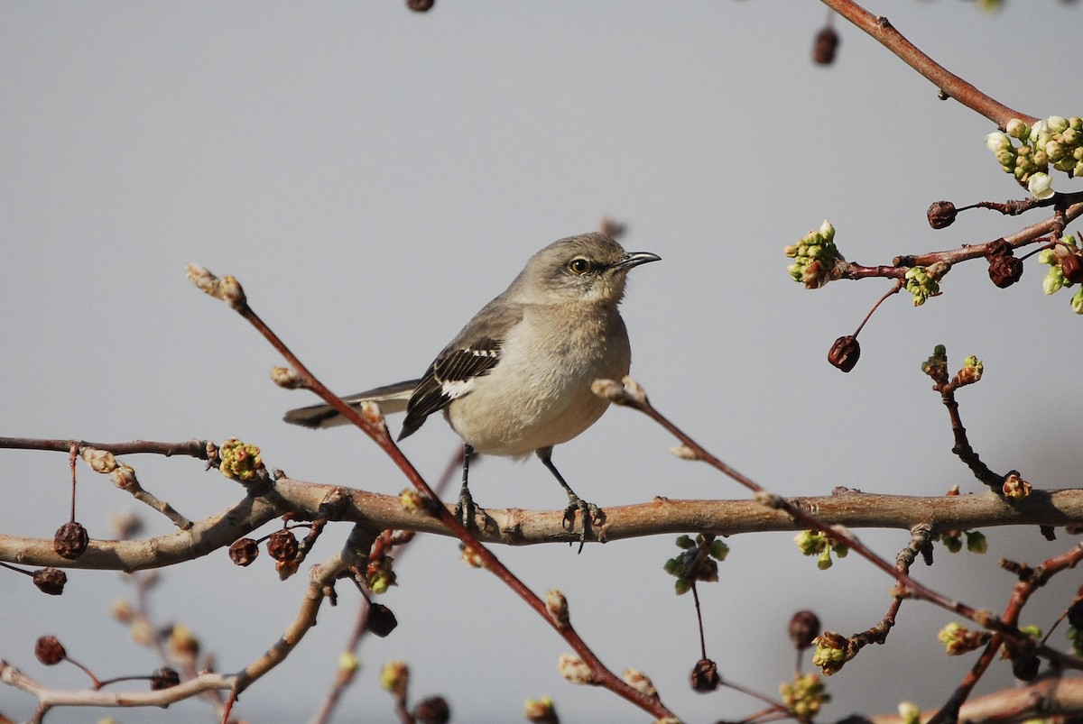 Northern Mockingbird - ML615451469