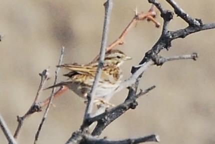 Brewer's Sparrow - ML615451472