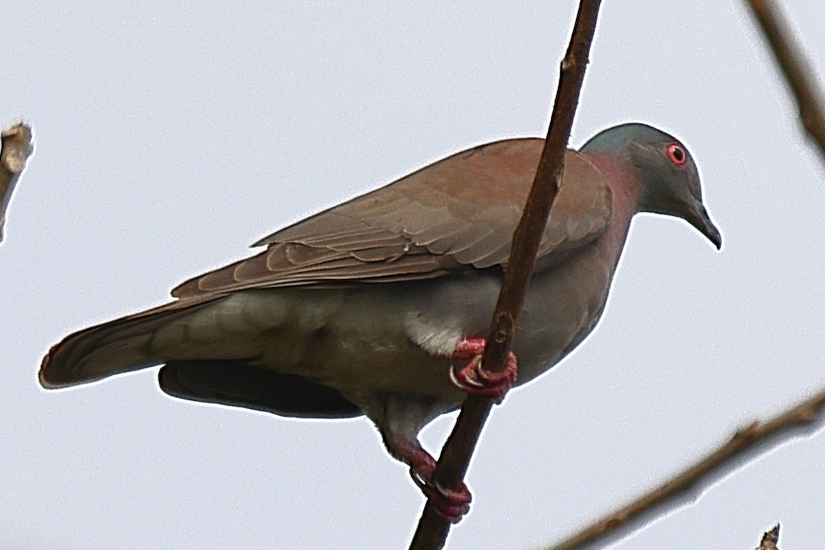 Pale-vented Pigeon - Ryan Candee