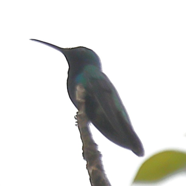 kolibřík tropický - ML615451497