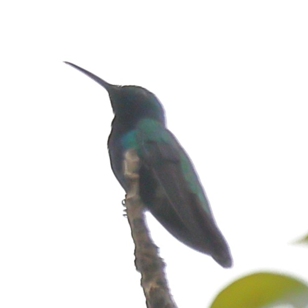 kolibřík tropický - ML615451498