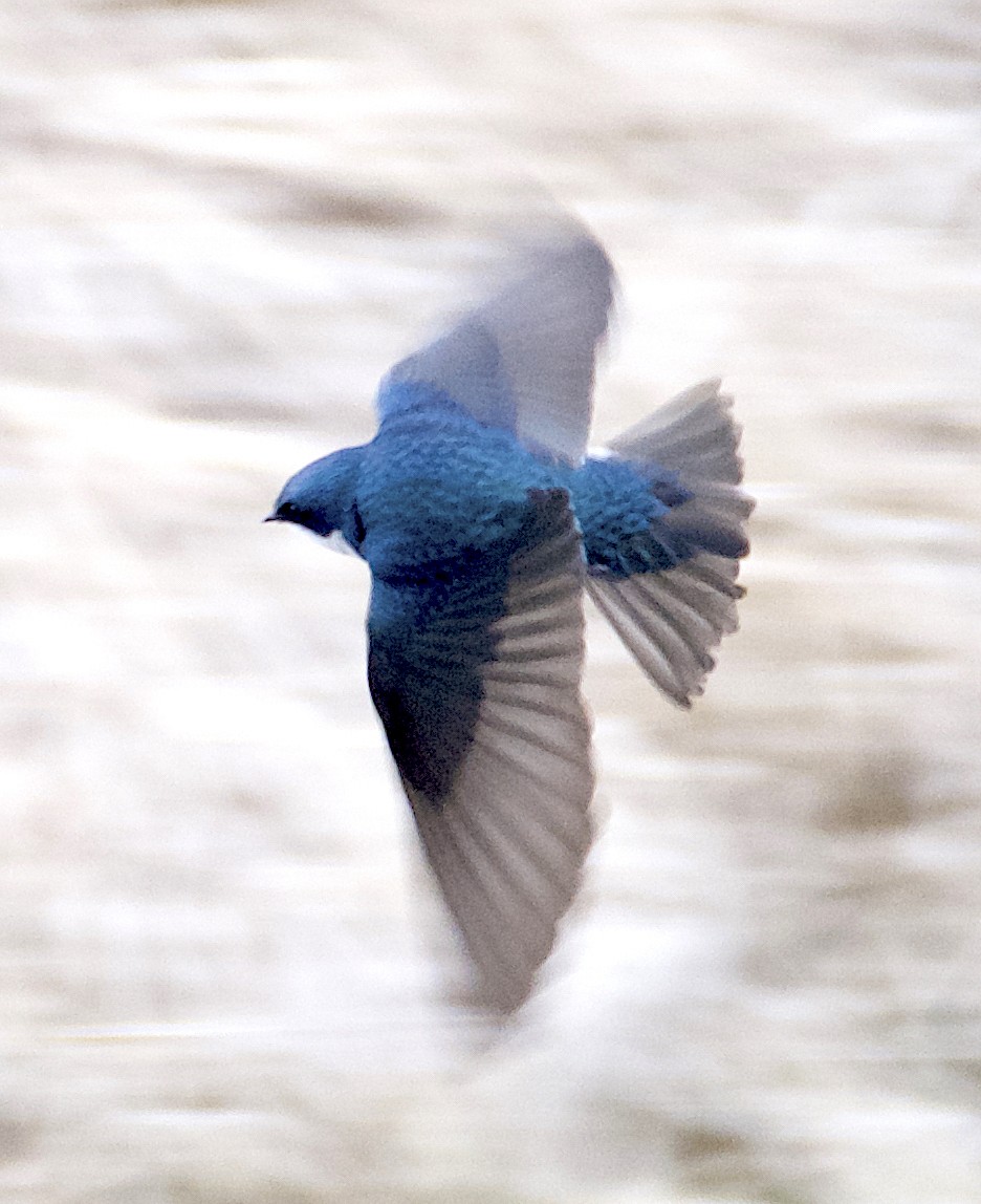 Tree Swallow - ML615451503