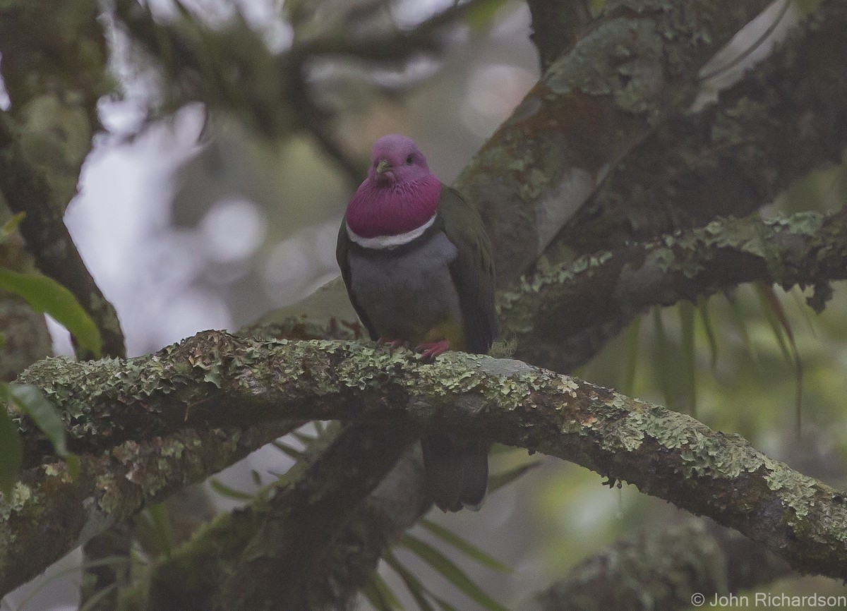 Pink-headed Fruit-Dove - ML615451601