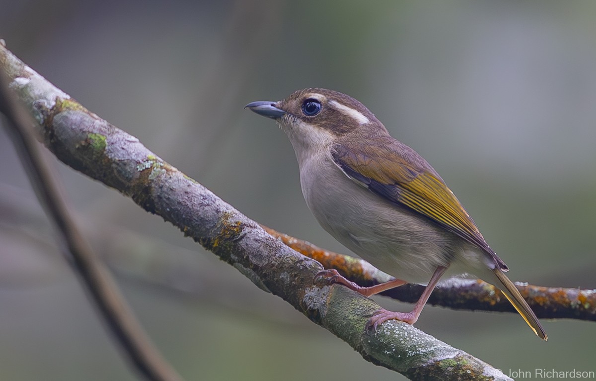 Pied Shrike-Babbler - John Richardson