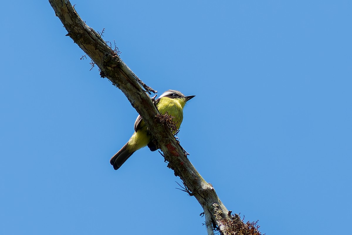 Three-striped Flycatcher - ML615451683