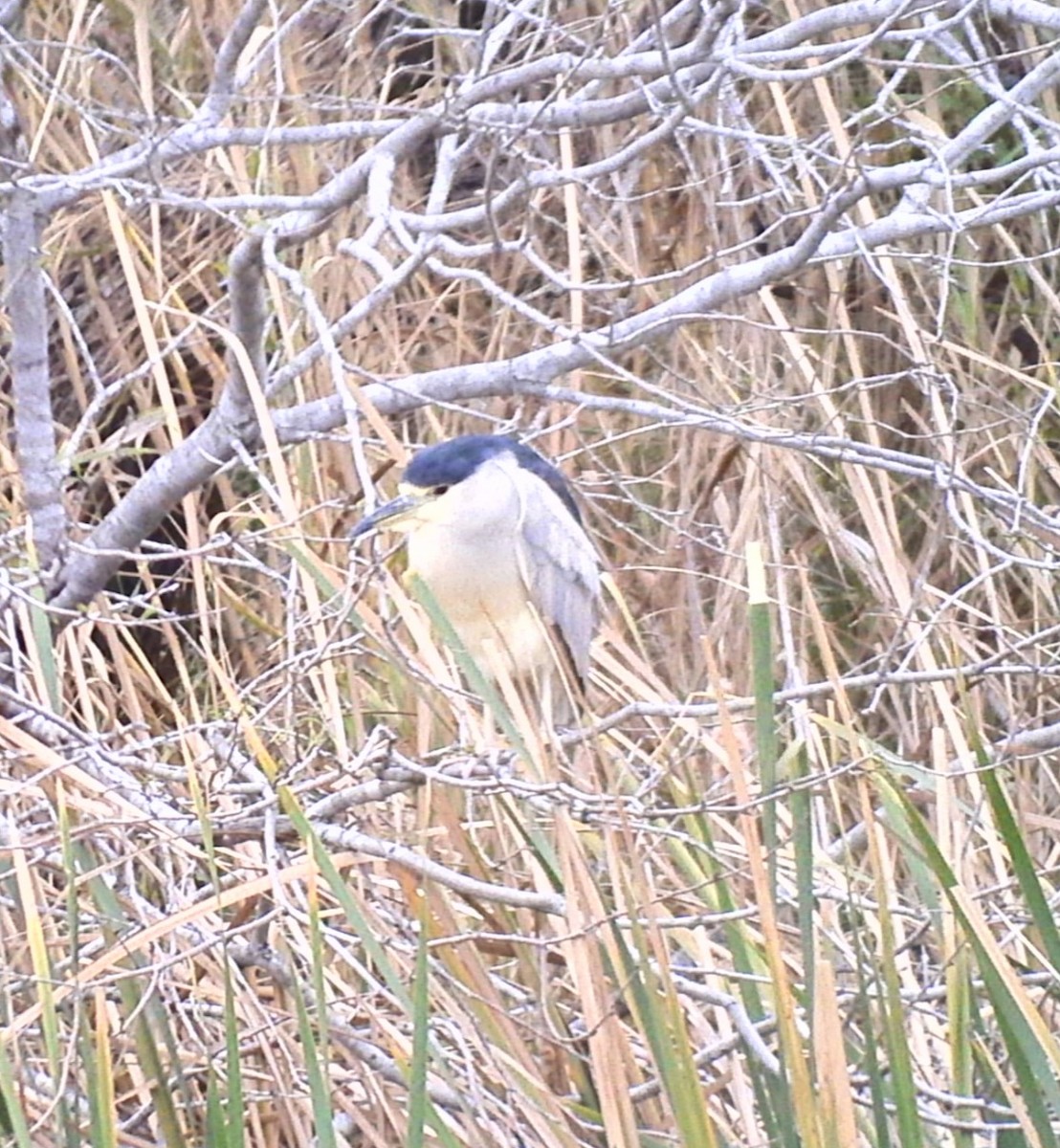 Black-crowned Night Heron - Christoph Benning