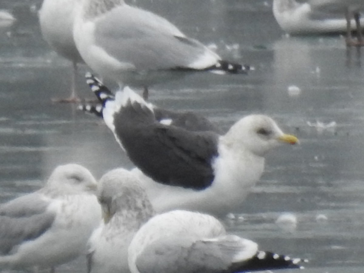 Slaty-backed Gull - ML615451723