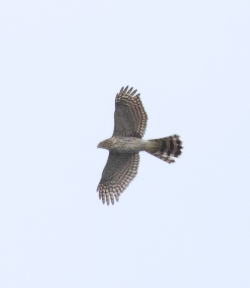 Cooper's Hawk - ML615451736