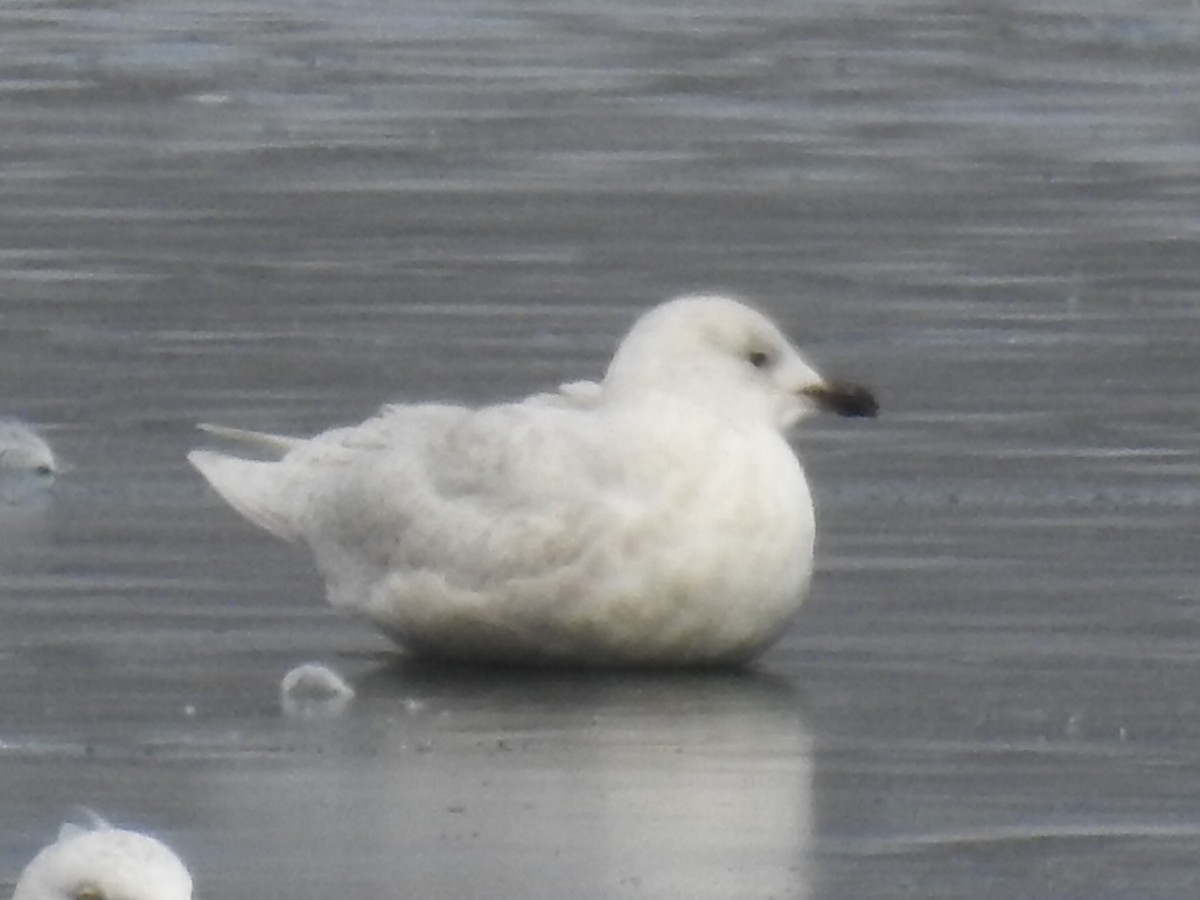 Iceland Gull (kumlieni) - ML615451767