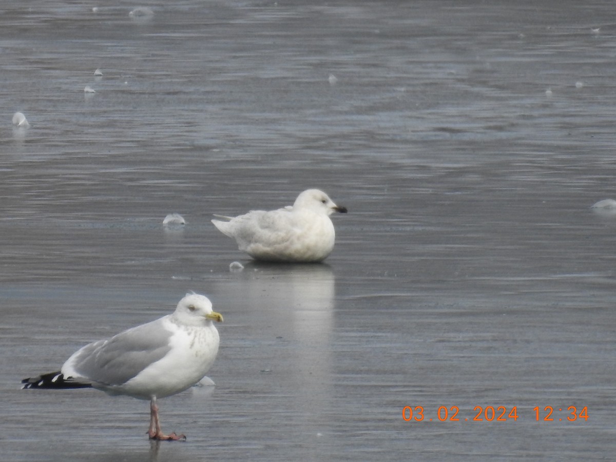 Iceland Gull (kumlieni) - ML615451769