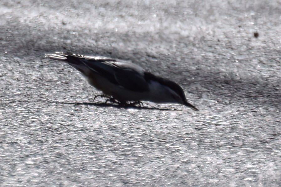 White-breasted Nuthatch - ML615451777