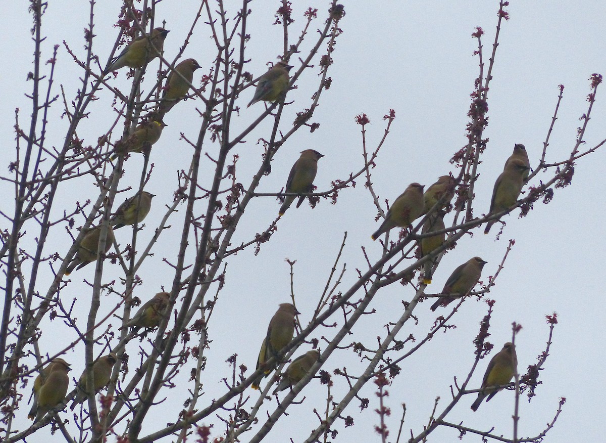 Cedar Waxwing - Sharon Kennedy