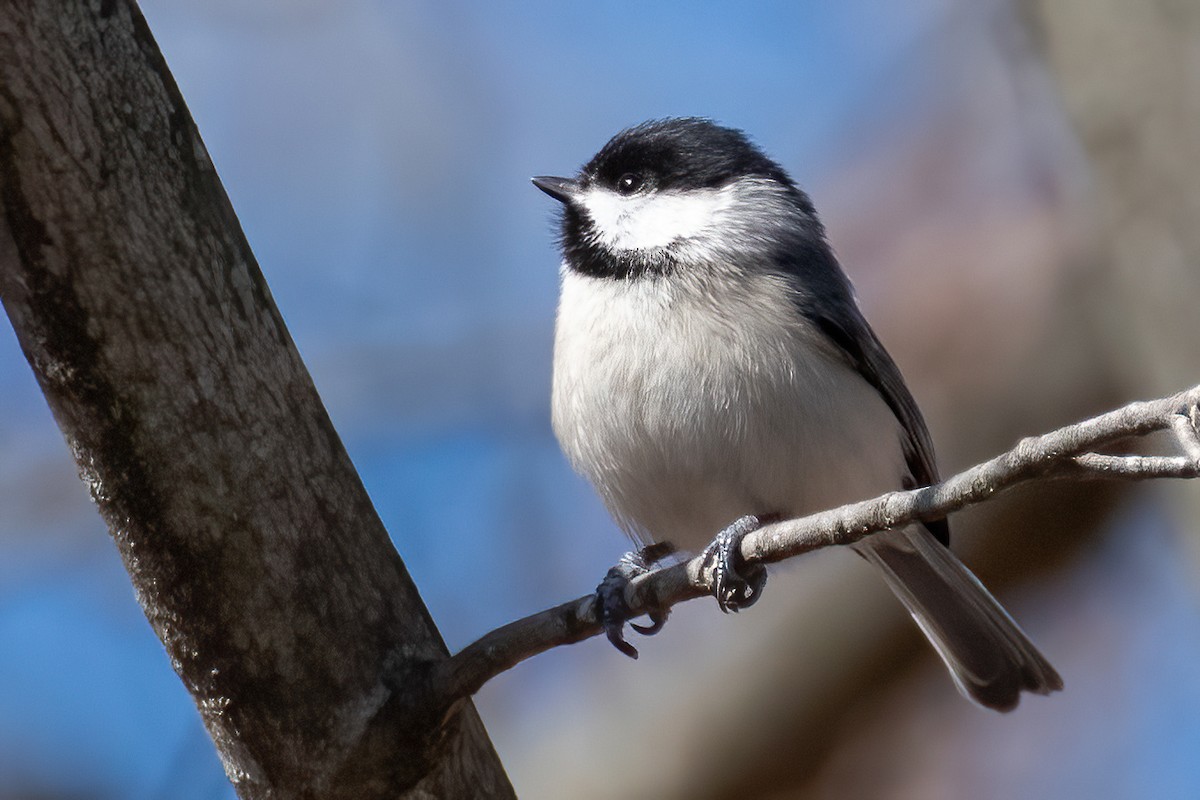 Carolina Chickadee - ML615451825