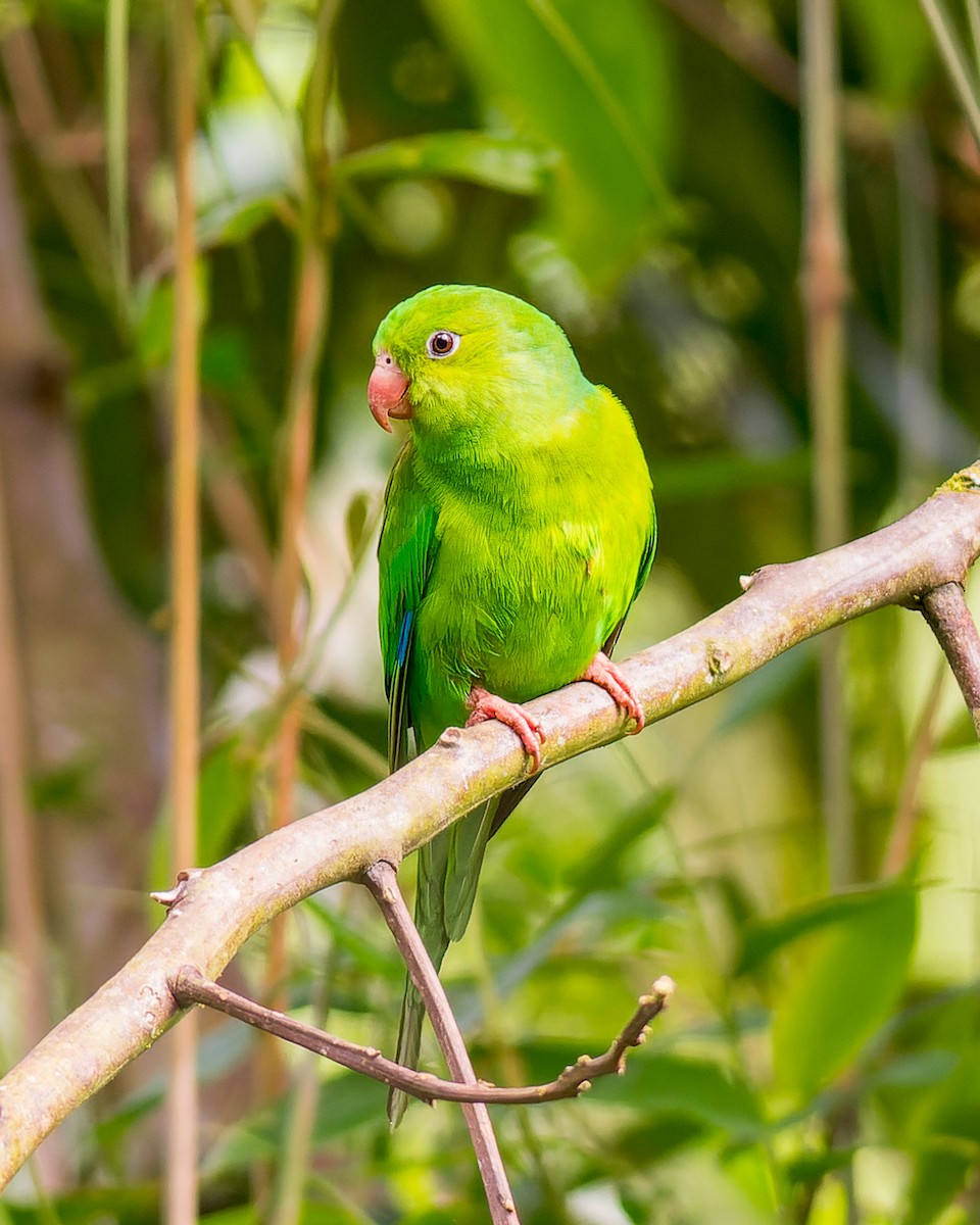 Plain Parakeet - ML615451868