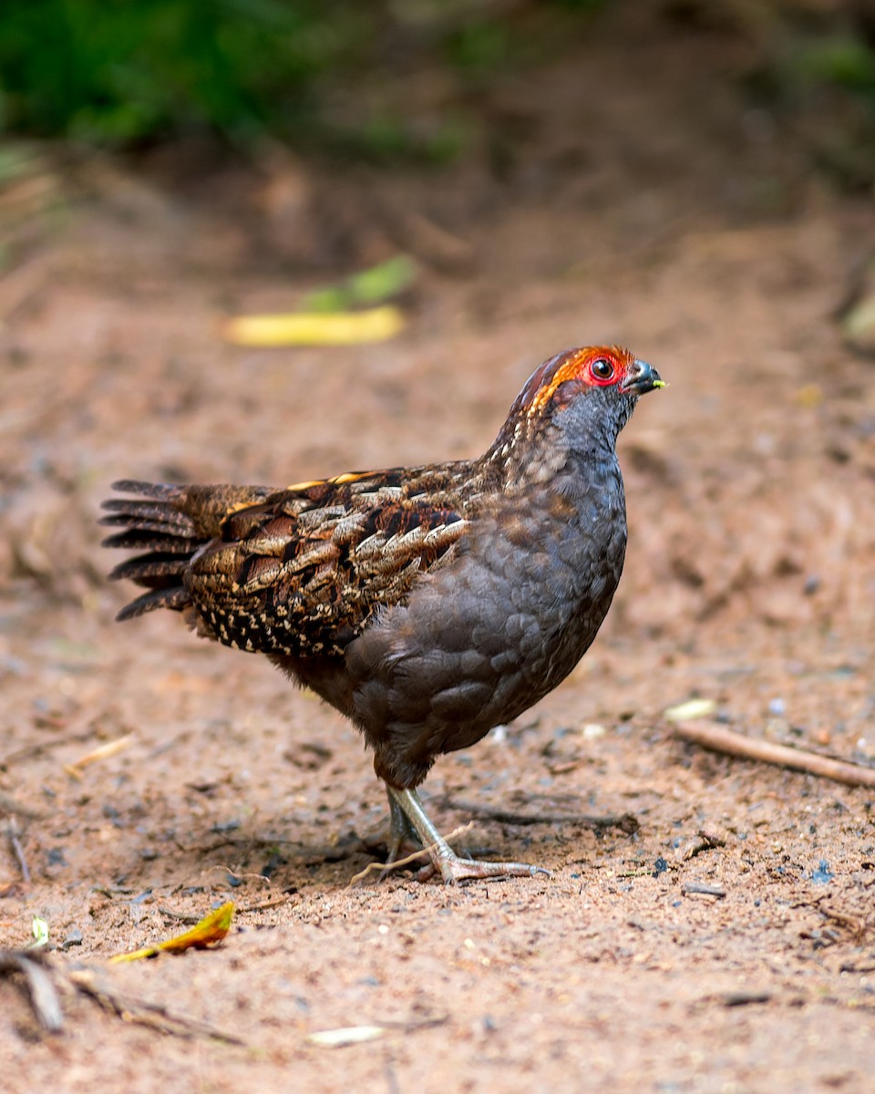 Spot-winged Wood-Quail - ML615451946