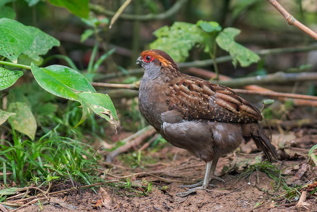 Spot-winged Wood-Quail - Marcelo  Telles