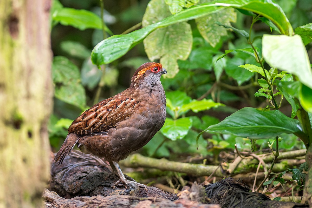 Spot-winged Wood-Quail - ML615451956