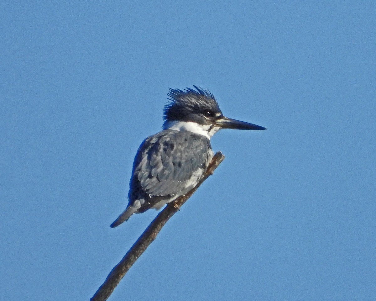 Belted Kingfisher - Aubrey Merrill