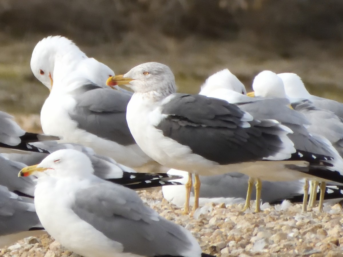 Lesser Black-backed Gull - ML615451986