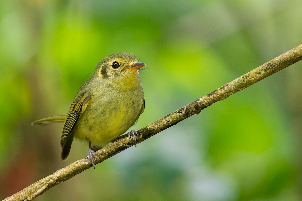 Oustalet's Tyrannulet - ML615452010