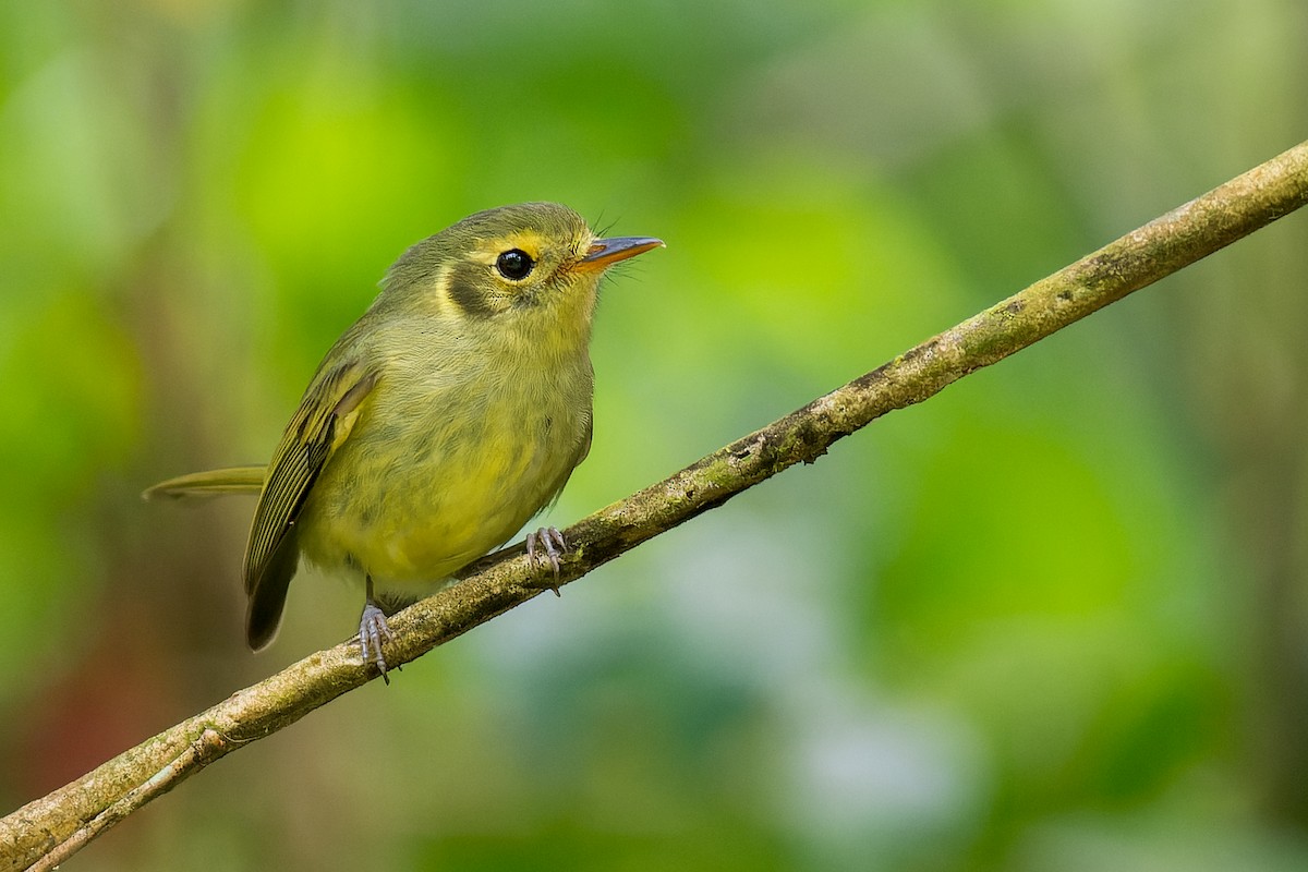 Oustalet's Tyrannulet - ML615452011