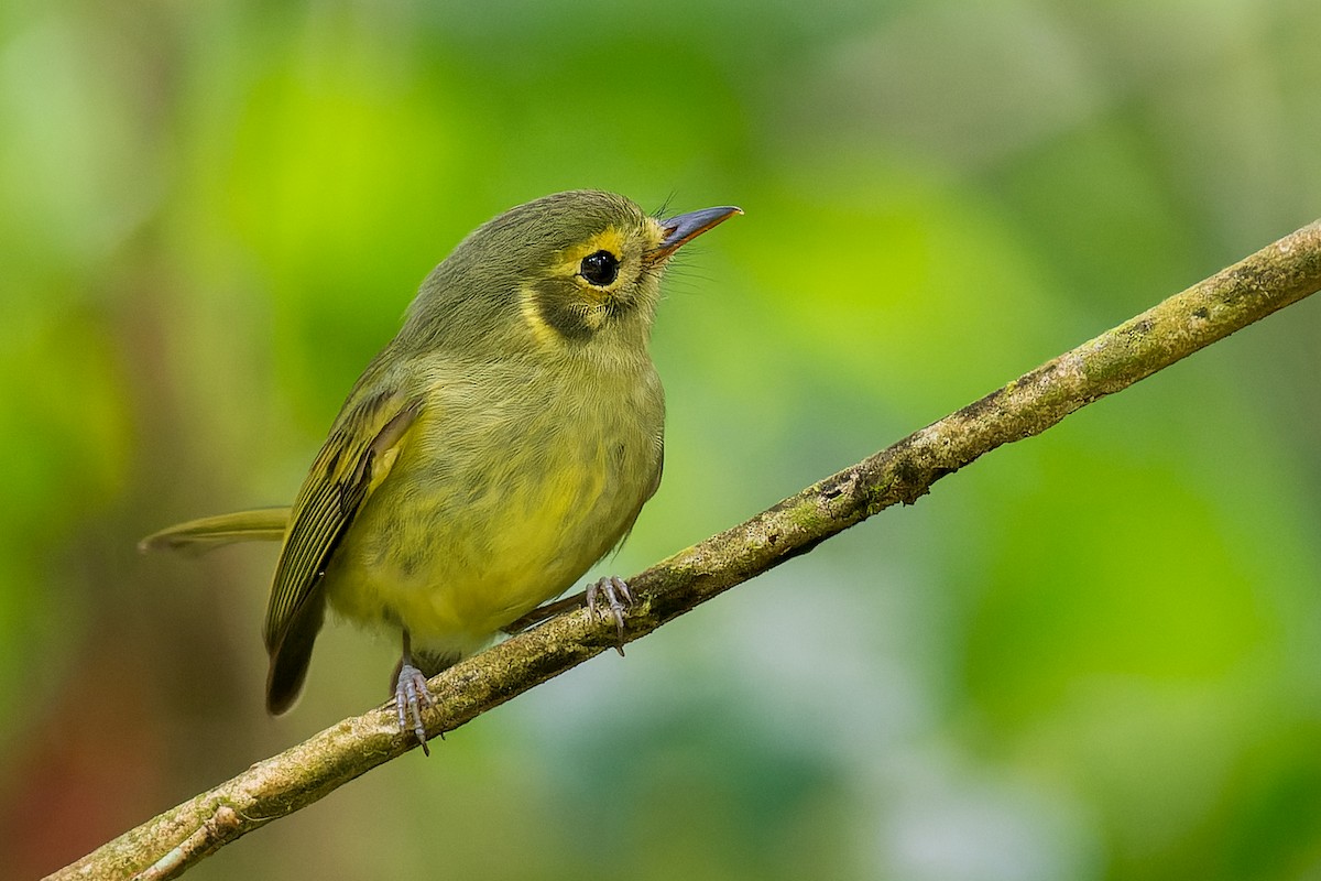 Oustalet's Tyrannulet - ML615452012