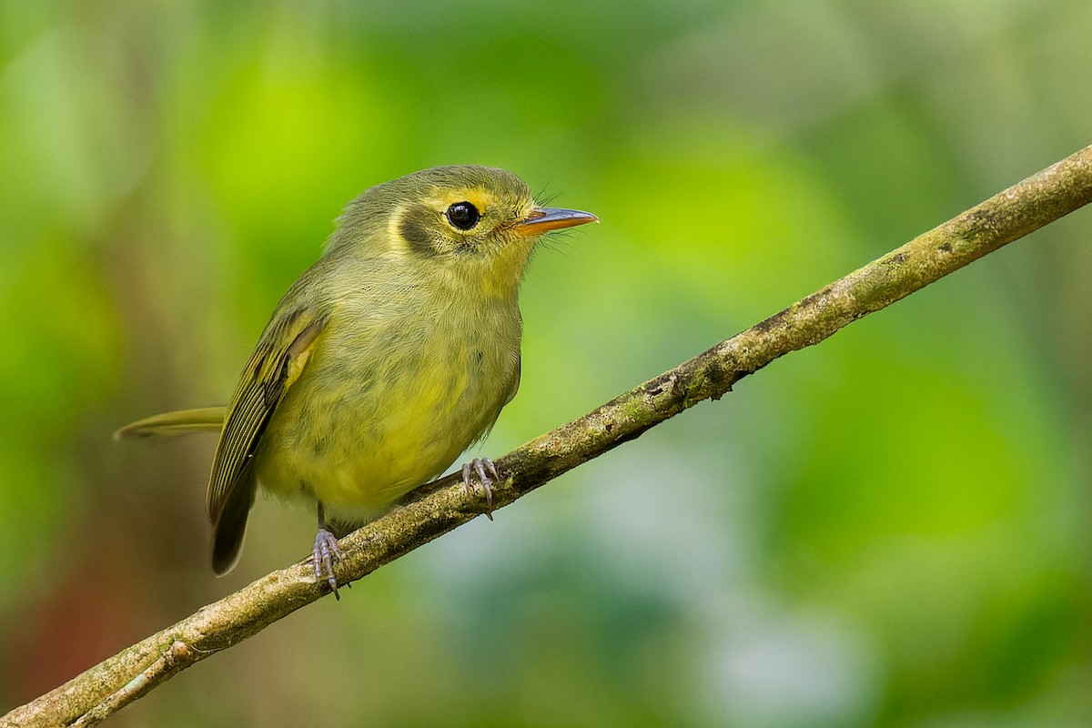 Oustalet's Tyrannulet - ML615452013